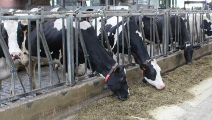 Er blijft nog steeds een risico op IBR-besmetting bij aanvoer van externe dieren.