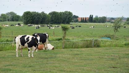 In juni en juli kunnen melkveehouders in Nederland zich inschrijven op de regeling.