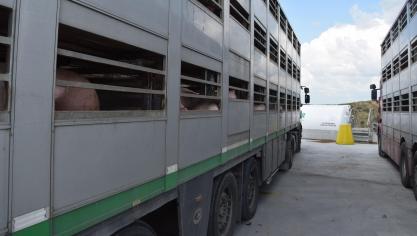 Varkenstransporten kunnen een risico vormen voor de verspreiding van varkensziekten.