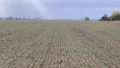 In de teelt van zomervlas zijn er nieuwe onkruidbestrijdingsmogelijk heden.