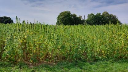 De registratie verbonden aan de teelt van hennep wordt dit jaar gedigitaliseerd.