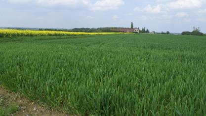 Driekwart van de biobrandstoffen is afkomstig van voedsel- en voedergewassen, zoals tarwe, maïs en koolzaadolie.