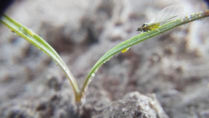 Zevenbladluizen kunnen bij schermbloemige onkruiden virussen oppikken, zoals het pastinakengeelvlekvirus en roodbladigheidsvirus.