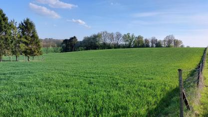 De ziektedruk in graanvelden nam deze week verder toe.