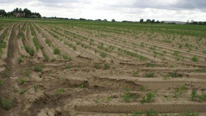 Van de 1.559 stalen die het FAVV in 2024 analyseerde op zware metalen, voldeed 99% aan de wettelijke norm.