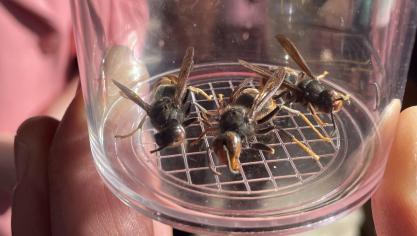 Wallonië lanceerde begin 2026 een actieplan om de opmars van de hoornaar in te dammen.