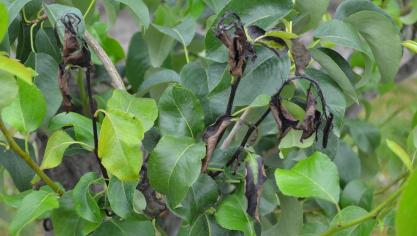 Sinds 2021 pakt de provincie Limburg met een actieplan de verspreiding van bacterievuur aan.