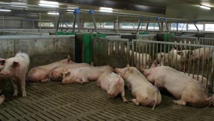 Veehouderijen worden steeds vaker geconfronteerd met discussies en klachten rond geur en onduidelijkheid bij vergunningen.