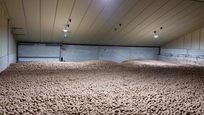 Volgens een bevraging door Viaverda lag begin april ongeveer de helft van de consumptieaardappelen nog in bewaring.