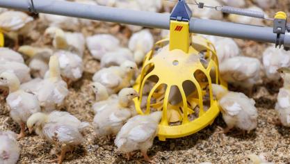 Het type strooisel en de rulheid, de mate waarin het strooisel losligt, hebben een groot effect op de uitstoot van ammoniak.