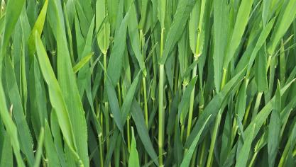 Al in de tweede week van april bereikte de vroege gerst het vlagbladstadium. De week nadien zagen we de eerste baarden reeds vanuit het vlagblad verschijnen.