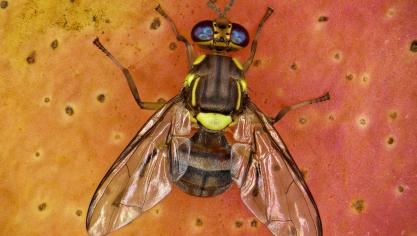 De Oosterse vruchtvlieg is gemakkelijk te herkennen aan de specifieke gele en zwarte kleurpatronen.