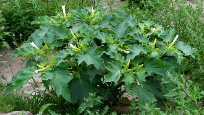 Doornappel in volwassen stadium.