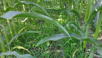 Indien de gierstgrassen niet vroeg aangepakt worden, vormen ze een onkruidtapijt.