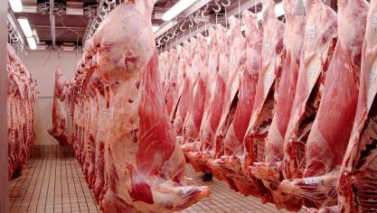 Cameratoezicht wordt binnenkort verplicht in Nederlandse slachthuizen.