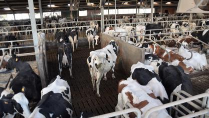 Minister Brouns heeft er vertrouwen in dat het stikstofbeleid op schema zit en dat in de loop van dit jaar een eerste tussentijdse evaluatie van het doelbereik kan gemaakt worden.