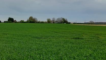 Gele en bruine roest breidt verder uit in wintertarwe.