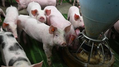 De Belgische diervoedersector zet zijn inspanningen op het gebied van innovatie en duurzaamheid voort.