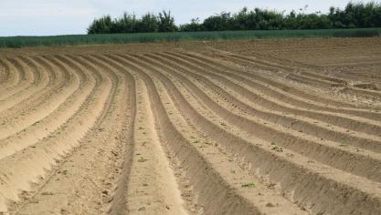 Er zullen dit jaar minder aardappelen gezet worden, en die zullen een lagere contractprijs krijgen.