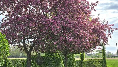 De bloei van de Malus ‘Rudolph’ is zeer rijk, met opvallend donkere paars-roze bloemen.