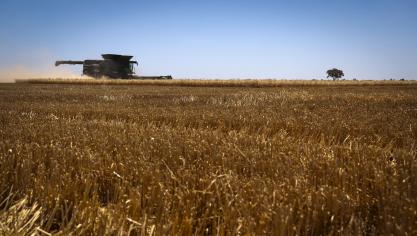 De tarweprijs is sinds het uitbreken van de oorlog eind februari 11% gestegen.