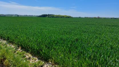 Het ideale stadium voor een bladbescherming in wintertarwe is aangebroken.