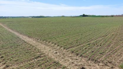 Nu het zomervlas in opkomstfase zit, is een cruciale fase aangebroken om aardvlooien te beheersen.