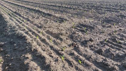 Door de droogte van de maand april zet de neerwaartse trend van de grondwaterstanden zich verder door.