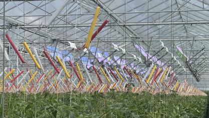 De serreteelt speelt al langer een voortrekkersrol in de energietransitie, zoals dit zonnepanelensysteem in Deinze dat nog genoeg licht doorlaat voor de tomatenplanten.