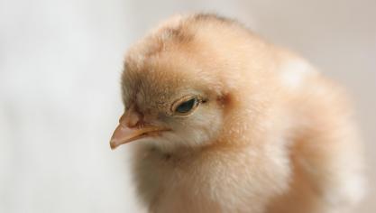 Met ‘gene editing’ kan het doden van eendagshaantjes worden voorkomen, maar de technologie is nog niet marktrijp.