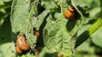 Calantha werkt rechtstreeks in op de genen van insecten.