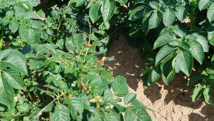 GreenLight Biosciences verkrijgt een noodtoelating voor een insecticide dat de coloradokever bestrijdt.