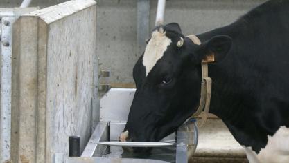 Voldoende drinkwater is een voorwaarde voor gezonde koeien en voor een optimale melkproductie.