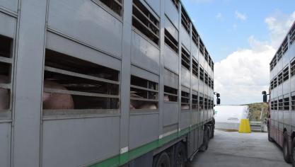 Minister Weyts breidt het verbod op verre dierentransporten in de zomer uit.