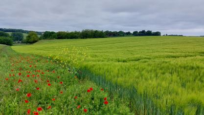Minister Brouns wil  dat landbouwgrond in  de eerste orde aan  landbouwers wordt  aangeboden.