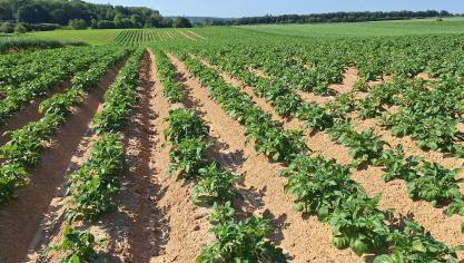 Aardappelperceel in Bertem, waar al een eerste bescherming tegen de plaag werd toegepast.
