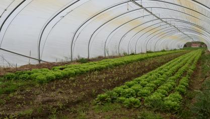 De biologische groenteteelt in Vlaanderen botst op verschillende barrières.