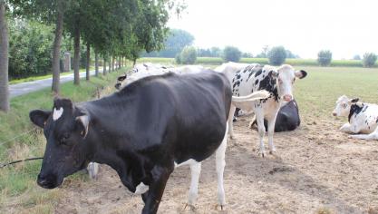 “Zonder bescherming door vaccinatie zitten veehouders op een tijdbom”, meent Kathleen Bury.