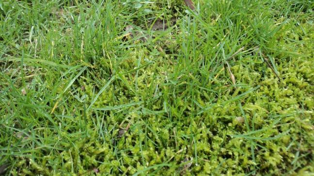 De beste manier om mos te voorkomen is zorgen voor een optimale groei van het gras.