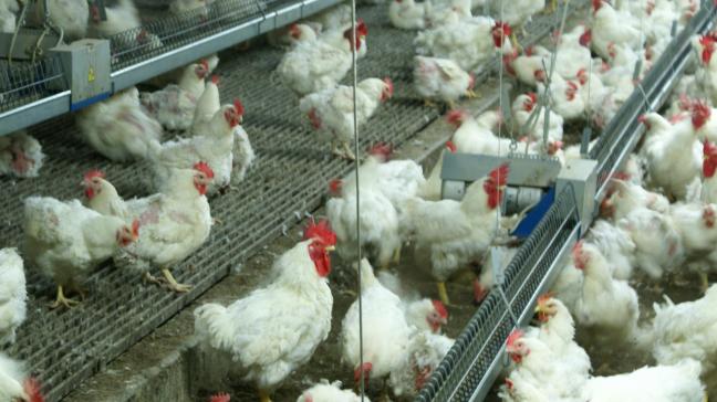De landbouwer wil de capaciteit uitbreiden van 85.000 naar 195.000 kippen.
