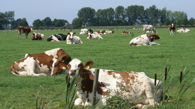 Albert Heijn biedt melk volgens boerenorganisaties zo goedkoop aan dat van duurzaamheid geen sprake kan zijn.