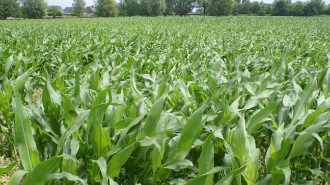 Momenteel is kuilmais met zo’n 176.000 ha één van de belangrijkste voedergewassen in België, maar we botsen tegen de limieten aan van wat op het veld mogelijk is.
