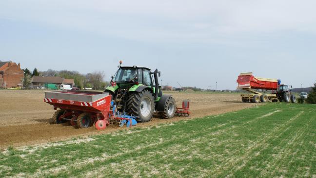 aardappelenplanten