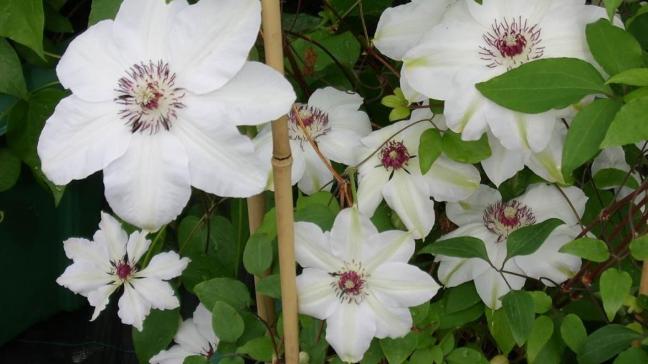 Clematis Henryi