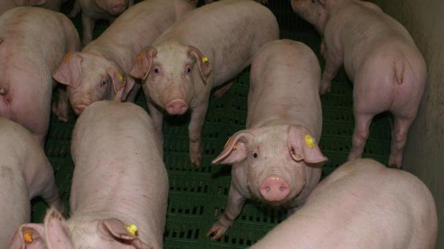 Bijna 30% van de varkenshouders heeft een betalingsachterstand bij een veevoederfabrikant.