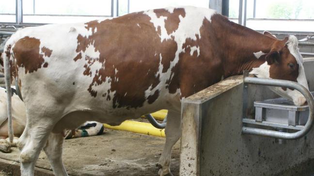 Een 500-tal Nederlandse melkveehouders hebben reeds een aanvraag ingediend voor steun voor stopzetting van de melkproductie, waardoor 31.500 melkkoeien zouden verdwijnen.