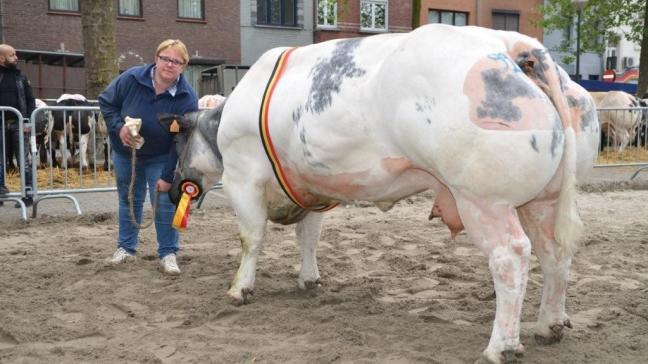 Hemat van de Bremberg  (v. Germinal), kampioen koe.  Eig.: Van Den Eynde K., Merchtem.