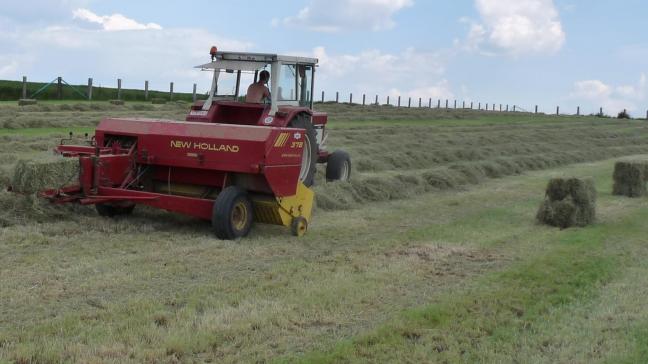 Traditioneel hooi blijft met stip het populairste ruwvoeder voor paarden.