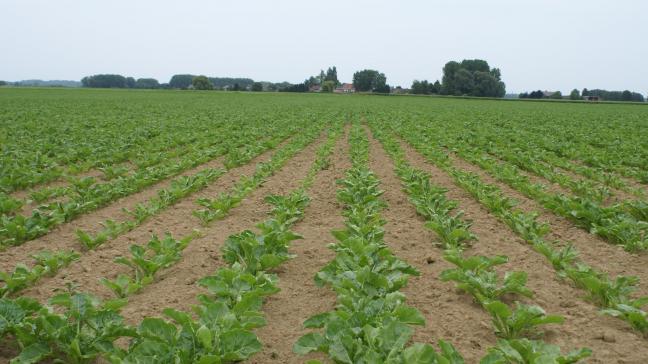 Regelmatig door uw velden lopen wordt aangeraden om de schieters en ‘wilde’ bieten te verwijderen.