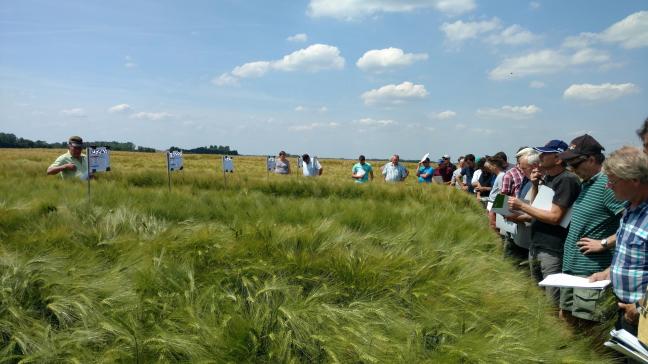 De wintergerstrassen staan er alvast veelbelovend bij op het proefplatform in Huldenberg.